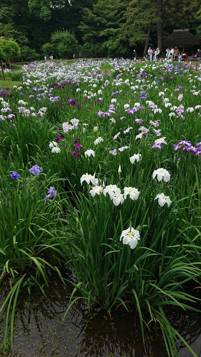 紫陽花を見に白山神社、菖蒲を見に小石川庭園に行って来ました。