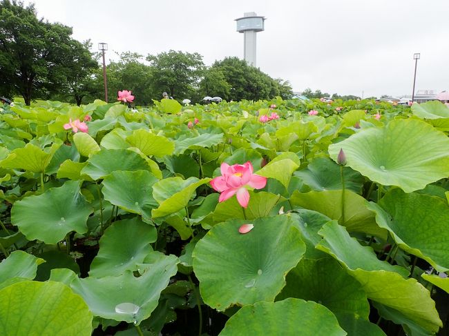 古代蓮の花を見に行田「古代蓮の里」へ行きました。「行田蓮（古代蓮）」は、１４００年～３０００年前の蓮であると言われているとのことで、公共建設工事の際に偶然出土した種子が眠りからさめて自然発芽し一斉に開花したのだそうです。「古代蓮の里」では約１２万株の蓮の花があるそうです。蓮の開花期は６月下旬から8月上旬にかけて。田んぼアートの見頃は７月中旬から１０月中旬とのことでした。今回は車で行きましたが、６月１５日～７月２８日までJR行田駅と往復するシャトルバスがでているとのことでした。