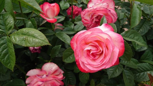 花フェスタ記念公園にはいったことあったのですが、バラの時期を外していたので、今回五月のおでかけということで、バラ園を見に行ってきました。<br />美濃加茂市のあじさいマンホールカードもゲットしつつ。。。