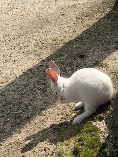 行くぞ！うさぎ島(=^x^=)ラビ♡ラブリーなひとり旅～大久野島でうさぎに遊んでもらう～②また会おう編