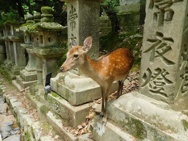 大人の修学旅行第二弾　1泊2日奈良　行き先が奈良でももちろんヒコーキで行くのです♪<br />1日目☆ANAプレミアムクラス・法隆寺・薬師寺・唐招提寺　https://4travel.jp/travelogue/11511238<br />2日目-1☆鹿鹿鹿　奈良公園・東大寺・春日大社　https://4travel.jp/travelogue/11511736<br />2日目-2☆興福寺・釜めし志津香・ルパン神戸北野(伊丹)・やっぱり何か起こるANA　https://4travel.jp/travelogue/11513835