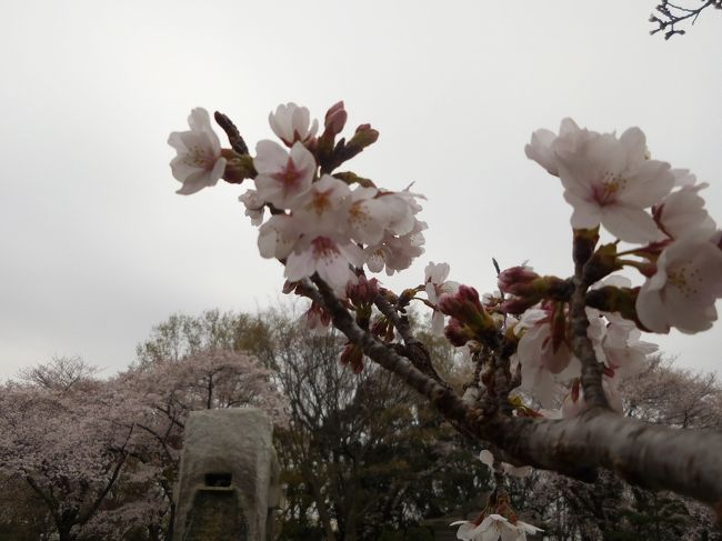 2019年3月～5月にかけてのお出かけ日記です。1か所ずつ独立して旅日記にするほどのものでもないのですが、自分の記憶用にまとめて記入しておきます。<br />2019年3月24日　世田谷文学館<br />2019年3月29日　近所の霊園で花見<br />2019年5月26日　生田緑地バラ苑<br /><br /><br />