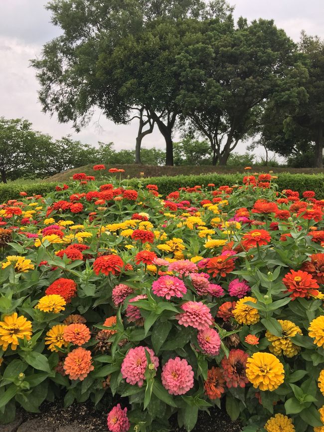 岡山県笠岡市で、愛犬と散歩しました。<br /><br />水と緑のふれあい広場→太陽の広場→ポピーcafe