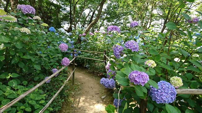 先週の6月27日頃にやっと梅雨入りした近畿地方ですが、<br />梅雨と言えば紫陽花ですね?<br />まだ梅雨入り前でしたが、兵庫県川西市にある頼光寺の<br />紫陽花が綺麗だとの評判を聞いて<br />行って来ました。<br />