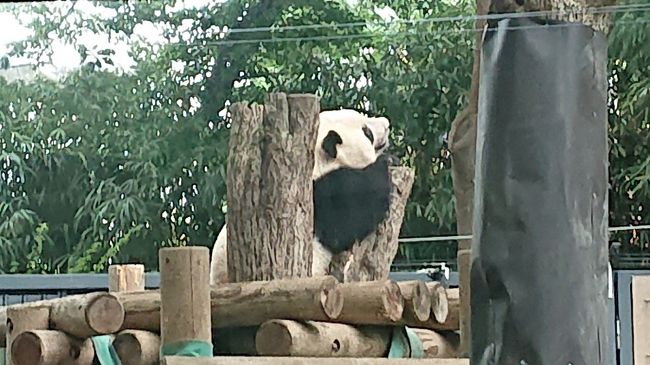 2才になったシャンシャンに会いに、上野動物園へ。浅草や白山神社にも行って来ました。