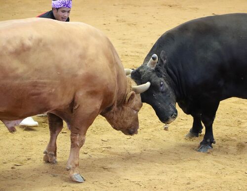 2度目の闘牛観戦はうるま市立石川多目的ドームで闘牛戦士