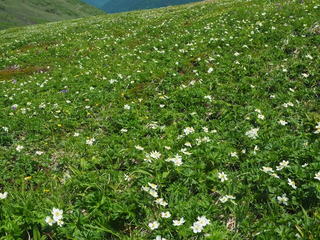 平標山を知ったのは5～6年前。ある方のブログでした。ハクサンイチゲが咲くお花畑をいつか見たいと思っていましたが、中々機会に恵まれず今に至っています。今年も6月中旬以降、週末晴れればと狙っておりましたが毎週のように雨。そこで平日晴れの日に（都合がついたので）行ってきました。相方は休めず、ソロでの日帰り登山です。山に詳しい方は平標山はご存じだと思いますが、私が初めて知った時はまず読めないし、どこにある山？と思ったので…。<br /><br />平標山。「たいらっぴょうやま」と読みます。標高1984ｍ。新潟と群馬の県境にあり、谷川連峰の西の端に位置します。分かりやすく言えば苗場山と谷川岳の間。苗場スキー場の三国街道を挟んで北東にある山です。<br /><br />今回のコース　平標山登山口 ～ 松手山 ～ 平標山 ～ 鞍部のお花畑 ～ 平標山 ～ 平標山乃家 ～ 平元新道 ～ 平標山登山口<br /><br />2か月振りの登山で少々疲れましたが、登山道には花が沢山。そして平標山から仙ノ倉山への鞍部には広大なハクサンイチゲが咲き誇り見事！今年は少し遅れていたので、ちょうど見頃に当たりました。その他にもハクサンコザクラやミヤマキンバイなど多くの花を楽しめた日帰り登山となりました。