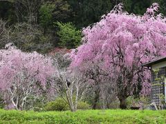 徳合集落の枝垂れ桜2019～民家の軒先と棚田の里山風景を彩ります～（新潟県糸魚川）