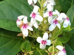  おばちゃん一人でケチケチハワイへ行くぞ  一の巻