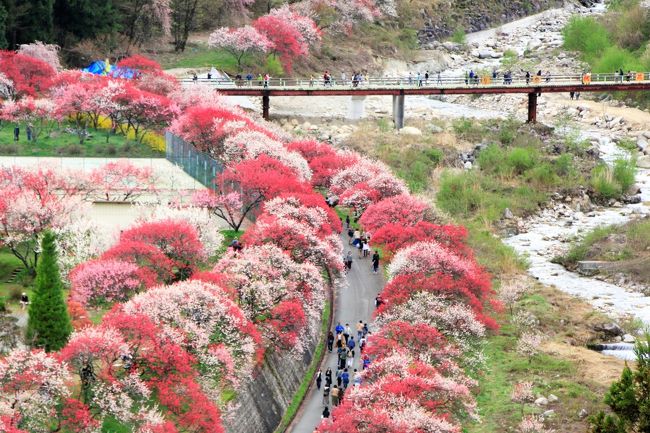 長野・岐阜・富山　ぐるっとドライブ1200㎞　（2）まさに桃源郷！阿智村の花桃に大感激