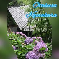 梅雨の鎌倉、紫陽花巡り  2019年 6月