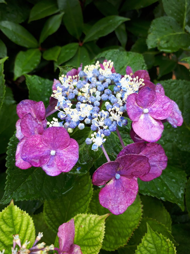 紫陽花が大好きなのですが、今年は紫陽花の名所へ行けませんでした(;_;)<br /><br />それでも、住まいであるさいたま市近辺で撮りだめた紫陽花もめちゃきれいなので、わざわざ神奈川の鎌倉まで足を伸ばさなくてもなぁ~って思ってしまいました\(^_^)/笑<br /><br />近所にもこんな癒しがあったとはね!<br />