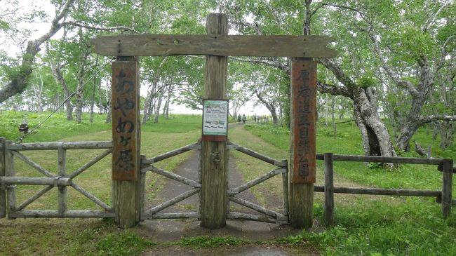 今まで北海道にやって来たのは８月が殆どで、道東の原生花園めぐりをしても花の終わった湿原や平原を見るばかり。今回は、6月。道東の湿原や原生花園の花々が花開く季節。この季節なら花々がみれるはず。<br />そう思って北太平洋シーサイドライン「岬と花の霧街道」にあるアヤメが原に行って見ました。ここは海の間際ですが、断崖になっていて標高約１００メートルあります。広さ約100ヘクタールの広大な原生花園で、約３０万株のヒオウギアヤメをはじめとして、ハクサンチドリ、エゾフウロ、キンポウゲ、ヤマブキショウマなど100種類以上の花々をみることができるとパンフレットには書かれています。<br />さて、花々は待っていてくれるでしょうか？