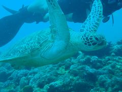 夏！！沖縄　初めてのダイビングでアオウミガメの親子と遭遇