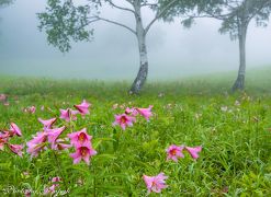 霧が漂うヒメサユリの草原と新緑がまぶしい観音沼