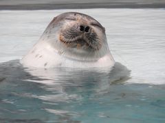 ユキちゃんに会いに海遊館へ