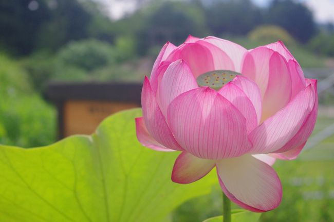 初夏を彩る花は数々あれど<br />蓮に魅せられて~<br />植物園の古代蓮(大賀蓮)開花情報からは<br />一週間も過ぎてしまいましたが。。。<br /><br />今年の近畿の梅雨入りは6/26日<br />傘マークが並ぶ週間予報では28日が曇りとの予報の<br />28日に出かけてきました。<br /><br /><br /><br />