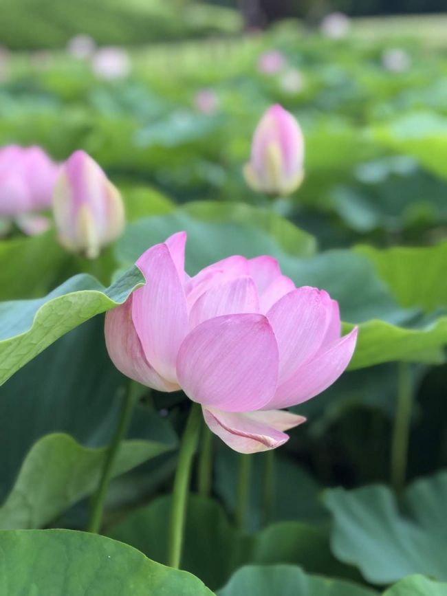 70 overの母たちと一緒に岡山へ行って来ました。<br /><br />この旅は“無理をしない旅行”が目標!疲れたら休む、を徹底しました。(結構忘れちゃう)<br />ホテルも大きなお風呂のある所を選んだし準備万端。<br /><br />岡山駅を拠点に、こんぴらさんや鳴門の渦潮、尾道まで行っちゃいます!<br /><br />3日目、レンタカーで1時間半ほど掛けて尾道へ行った後岡山へ帰って来て、後楽園へ。<br /><br />以前来た時に素晴らしい所だったので、ぜひ母たちにも見てもらいたいと思い連れてきました。<br />草花が好きなので喜んでもらえました。<br /><br />表紙は後楽園の古代蓮です。(両掌位の大きさがあります!)