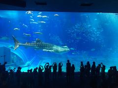 沖縄2日目☆美ら海水族館と古宇利大橋とクマノミ号