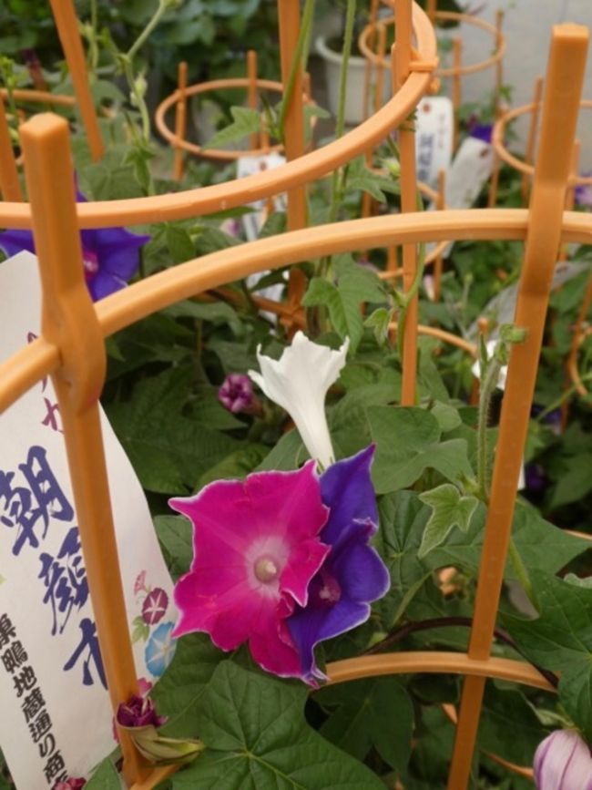 少しずつ夏が近づくにつれ、あちこちで朝顔を見るようになりました。<br />そこで、朝顔市が気になり巣鴨に行ってみました。