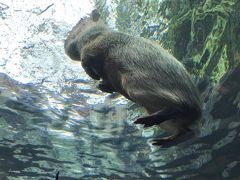 栃木・那須烏山でそば・温泉からの水族館へ②～淡水魚の水族館、なかがわ水遊園～