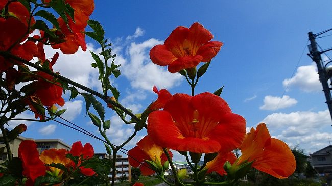 その2からの続きです。<br /><br />写真は、天神川の堤防に咲くノーゼンカズラの花。