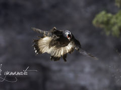 ミミキジ探鳥記