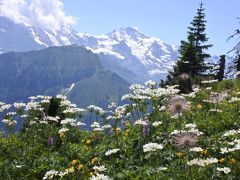 スイス花とハイキングの旅シーニゲプラッテ５
