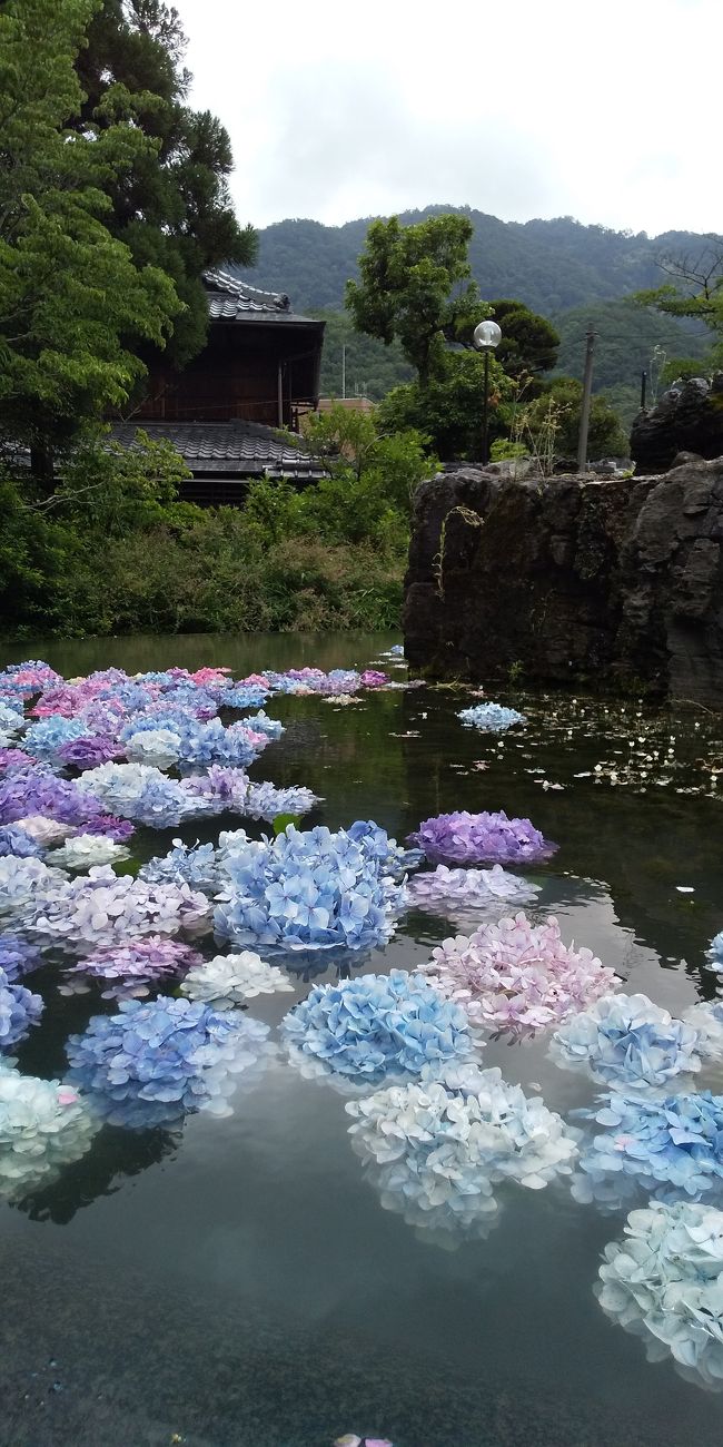 雨上がりに今年最後の紫陽花を愛でに行って来ました