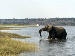 チョベ国立公園　（アフリカ南部周遊　その１）