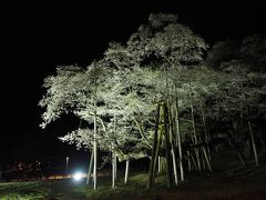 2019.04 桜と庭園巡る春旅（７・番外編）日本三大桜・根尾の淡墨桜ライトアップを鑑賞しよう