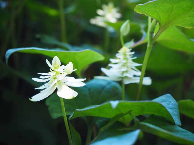 北大薬学部の薬用植物園が一般開放されるとのことで、母と行ってみました。ガイドツアーは10:00スタート。私の寝坊により間に合わないかと思ったけれど、ツアー自体もちょっと時間を過ぎてから始まったので滑り込みセーフ!<br />薬学部所属の人や現役薬剤師には証書か何かが発行されるとか。そんなのに私のような一般人が参加して大丈夫かな?と思ったけれど、小学生もいたしかみ砕いて説明してくれたので、とても興味深かったです。<br /><br />*旅行記の内容には誤りがあるかもしれません。ご了承ください。