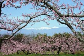 笛吹市桃の花まつり