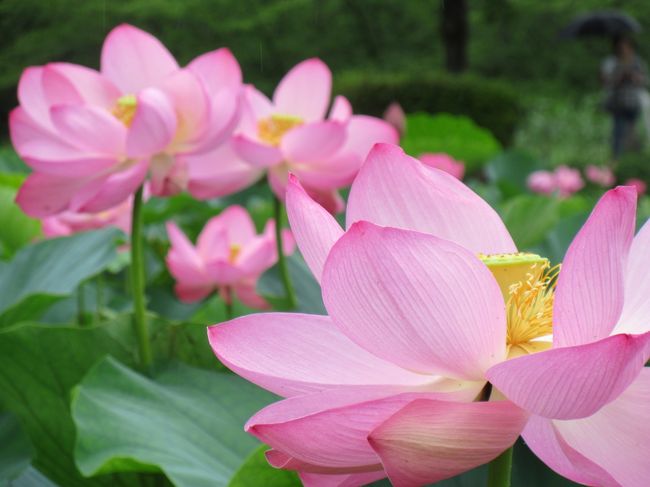 目覚めの花 ハス<br /><br />夜明けと共に花開き<br />夏の早朝に 浄土のような美しさを添える<br /><br />行田 古代蓮の里のハスの目覚めは<br />さらに特別<br /><br />千年もの時を超えて<br />現代に目覚めた 夢の花