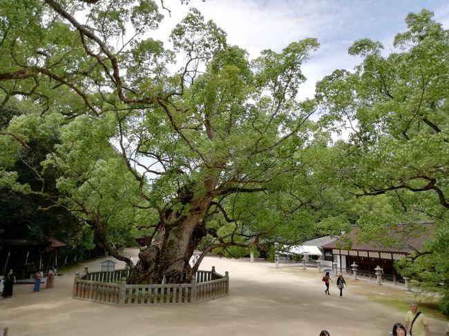 7月6日　尾道徘徊（尾道向島渡船～千光寺公園～文学の小径～千光寺他）<br />7月7日　しまなみ海道～馬島～来島海峡大橋～大山祇神社～尾道徘徊