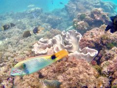 奄美大島 3泊4日の旅 1～2日目 <雨の日観光>