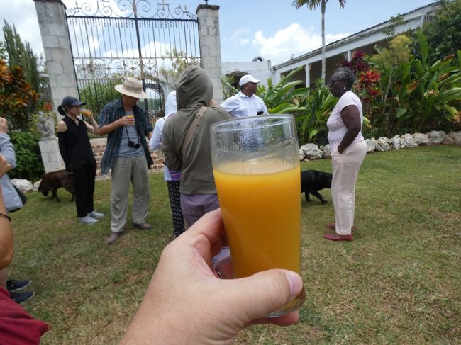 北海岸グレートハウスツアーの2日目、11時にオーチョリオス(Ocho Rios)のホテルを出発、北沿岸ハイウェイ(Northern Coastal Highway)をセントアンズベイ(St Ann's Bay)まで走ると、そこから南に向かって山を登る。12時過ぎ、このツアー、2つ目のグレートハウスで、最後の目的地のゲデスグレートハウス(Geddes Great House)に到着。海抜約600mの山の上に建つこの邸宅は1755年頃に建てられたもの。ここを拓いたのはスコットランド(Scotland)出身のジェームズ・ローズ(James Rose)。1945年のジャコバイト蜂起(Jacobite rising of 1745)のメンバーでもあった彼は、牛とピメント(Pimento)のプランテーションをここで始め、スコットランドのクランローズ(Clan Rose)族の族長の息子だった彼は、故郷の荘園の名前を取ってゲデスエステート(Geddes Estate)と名付けた。その後、1809年にジェームズの孫であるサミュエル・ホワイトホーン・ローズ(Samuel Whitehorne Rose)に引き継がれたが、1823年に妻のメアリー(Mary)の実家のパーク(Parke)家に近い農園に引っ越し、トーマス・ジョブソン(Thomas Jobson)にこのプランテーションを売却した。メアリーは奴隷たちの扱いがとても良かったようで、1833年の奴隷制度廃止以降、引っ越した彼女のところに野菜や果物を持ってかつての奴隷たちがよく訪ねて来、1876年の彼女のお葬式には多くの元奴隷とその家族が参列したと云う。奴隷制廃止の頃、多くのグレートハウスが焼き討ちにあってるが、焼き討ちされるかどうかは日頃の行いに依ったそうで、ここが焼き討ちされなかったのは、メアリーさんの人柄に依るのかもしれない。イギリスのダラム(Durham)からジャマイカに出てきたばかりのイギリス人のトーマス・ジョブソンは、この邸宅に住み、奴隷制度廃止の年の1833年には23人の奴隷と100頭の牛を持っていた。彼は他の農園にも25人の奴隷と132頭の牛を持っており、1840年に2つの農園は合計1258エーカーあった。1900年頃に、そのもう一つの農園は売却されたがこの農園は1960年代までジョブソン家の農園であった。1962年、トーマスの孫の孫のウィンチェスター・ジョブソン(Winchester Jobson)が亡くなり、ここはバーネット・ウェブスター(Burnett Webster)のものとなった。彼が購入した時には邸宅はハリケーンにより被害を受け、元々の18世紀の建物の一部しか残っていなかったそうだ。しかし、裕福な相続人であり、彼自身も才能あるインテリアデザイナーだったバーネット・ウェブスターは、この邸宅を修復し、さらに増築し、週末には頻繁にパーティーを開いていた。しかし、やがて彼は闘病生活に入り、その間、1988年にハリケーンギルバート(Hurricane Gilbert)で屋敷は大きな被害を受けた。92年に彼が亡くなると、ここを相続した甥たちはここの売却を決め、パーキンソン・ラッセル(Parkinson Russell)が新しいオーナーとなった。彼の手によって邸宅の改修が行われ、彼もここで多くのパーティーや週末の滞在を楽しんだ。2004年、ここは新たにスコットランド評議会メンバーのイアン・マッケイ(Ian McKay)のものとなる。彼はイギリスに住み、年に2か月だけここで過ごしたそうだが、テニスコートや2ベッドルームコテージを増築した。彼がオーナーの時代、年に2か月しか一家がいないので、敷地内に無断で住み着いた人々がいたそうだが、次のオーナーに引き継がれた時に、政府に乗り出してもらい、出て行ってもらったそうだ。詳しくは知らないが、ジャマイカでは50年(?)住み続けると、法的にその土地の持ち主になるらしい。2012年、今のオーナーであるサラ・ルーカス(Sarah Lucas)の夫のイギリスのウェールズ出身の引退したビジネスマンのグラハム・ルーカス(Graham Lucas)がこの家を購入したが、わずか6ヶ月で妻と娘のアレクサンドラ(Alexandra)を残してこの世を去った。残された二人はここに住むと共にホテルとしてオープンすることにし、水回りを近代化し、部屋も増築して現在の形にした。700エーカーの敷地があり、グレートハウスは7エーカー(東京ドームの約2/3)の石灰岩の山の上に建てられている。山頂に建てられているので、四方の山並みを見通せる。とても素敵な眺め。星も綺麗だそうだ。ウェルカムドリンクでの出迎え(表紙の写真)を受けた後、オーナーのサラさんと犬たちがグレートハウスを案内してくれる。ホテルとして開業しているので、どの部屋も綺麗。部屋数も多く、いろいろなタイプの部屋が揃っている。屋外プールもあり、プールの横には天文ドームがあり、星座の絵が飾られている。サラさんは黒人の方なのだが、イギリス人なので英語がきれい、と云うかドライバーさん曰くイギリス英語で、通常ジャマイカで話さされてるジャマイカ英語とは違い、私には分かりやすかった。この国に来て15か月経つが、パトワ語は全くで、その上未だにジャマイカ英語も分からん。60年代から70年代に掛けて活躍したアメリカの兄弟バンド、オズモンド・ブラザーズ(The Osmond Brothers)の一員で、71年にソロの「ゴーアウェイリトルガール(Go Away Little Girl)」でビルボード(Billboard Hot 100)の1位のヒットも飛ばしたダニー・オズモンド(Donny Osmond)のゴールドディスクやシルバーディスクが飾られていたり、80年の映画、ブルースブラザース(The Blues Brothers)のジョン・ベルーシ(John Belushi)とダン・エイクロイド(Dan Aykroyd)の人形があったりするが、何につながりかの説明はなかった。1時間足らず掛けて、ゆっくりと邸内を回った後、一休みの後は、料理コーナーの始まり。農園で採れた野菜や果物を自分たちで調理する。カボチャと青梗菜と人参の和え物(?)、アボカド、エスカロップ、ミニトマト、キューカンバなどのサラダ、レタス、パイナップル、キューカンバ、マンゴー、パンノキなどのサラダ。単に切るだけだけど、結構ヒマ掛った。で、2時過ぎてようやく昼食。メインのジャークチキン(Jerk Chicken)も出て来て、ようやく腹が満たされた。https://www.facebook.com/chifuyu.kuribayashi/media_set?set=a.2985207914882546&type=1&l=8a89379cb0最後、みんなで記念撮影をして3時15分頃帰路に付く。帰りはモニーク(Moneague)へB11国道からA1国道で出て、ハイウェイ2000(Highway 2000)のT3高速に入り、5時には自宅に帰り着いた。ジャマイカのグレートハウスをようやく訪れることが出来て満足なツアーだった。以上