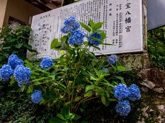 宝八幡宮のアジサイ　2019