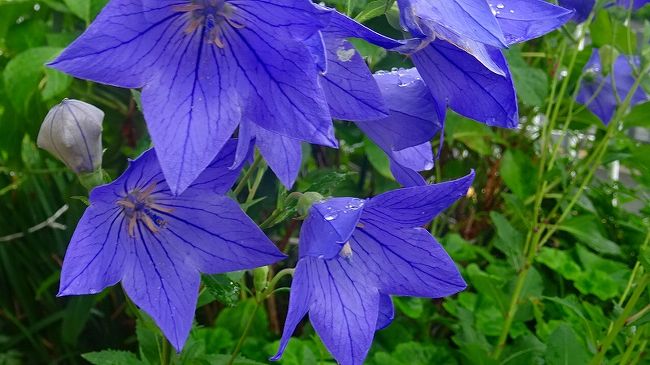 久しぶりに、昆陽池公園の昆虫館に入り、お花と蝶でも見てこようと思い出掛けました。<br /><br />伊丹市バスの荒巻バス停から市バスに乗り、スポーツセンター前で降り、中野東地区の玉田団地内の道路を歩いて、昆陽池公園の蝶の館へ行ったら、休館日でした。<br />昨今は物忘れが多く、この程度では何とも思わなくなっています。悔しいと思うことがなくなり、半ボケにたっぷりと浸かっているようです。<br />仕方なく、雨でぬれた昆陽池公園の通路を通り、多目的広場からたんたん小道を通り、市バスの瑞ヶ丘公園前から市バスに乗り帰宅しました。<br /><br />写真が多いので3冊になっています。<br /><br />写真は、玉田団地の花壇に咲く桔梗の花。 <br /><br />