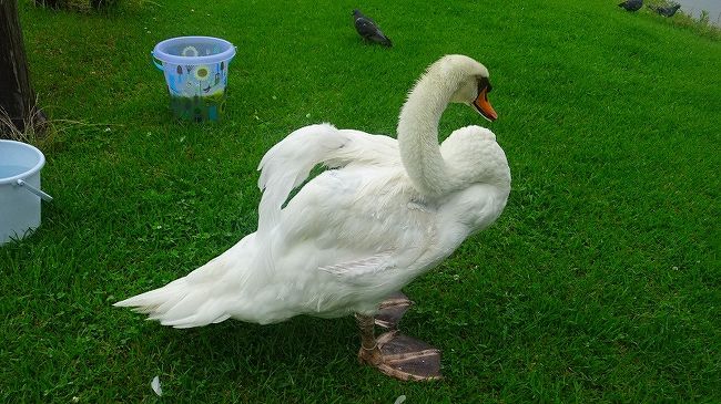 上巻からの続きです。<br /><br />写真は、昆陽池公園の白鳥。