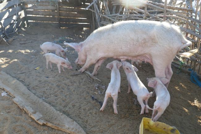 アンタナナリボから、空路タサラディア航空で西の町モロンダバへ行きます。<br />ホテルと食事は、フランス植民地だったので良いと思います。<br />道路が舗装されて無くて、大型バスは通れなくてやはり「秘境」ですねえ・・。<br />今日はピローグ乗船体験、マダガスカルの伝統的な漁法を継承するブェズ村を訪問します。