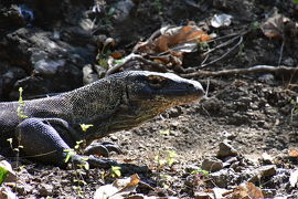 コモドドラゴンを激写するぞ！！激闘編②