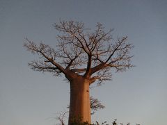 マダガスカルのハイライト、バオバブの木