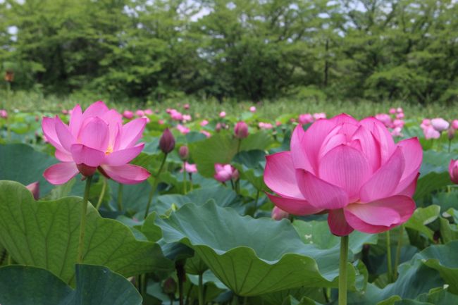 過去に行田の蓮の花は友人と何度か見に行っています。<br />今年は夫と見に行こうと計画した日は起きたら雨。<br />あーこりゃだめだって行くのをやめたのですが、<br />この日は、いつも美しい花の写真をアップしてみる人を楽しませてくれているokushitwさんが行かれていてその旅行記を見て<br />我慢できなくなっちゃったので、行くことにしました。<br />okushitwさんの旅行記はこちら<br />https://4travel.jp/travelogue/11514074<br /><br />朝起きて、行こう!と決めたもののコースはどうしよう?<br />以前ウォーキングイベントでこのあたり歩いたことがあるので地図を探すが見つからない・・・<br />時間は刻々と過ぎていく。<br />地図は諦めてさあ行くぞーっ!