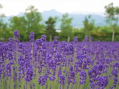 北海道_富良野・十勝のガーデン巡り　A&Eの旅行記