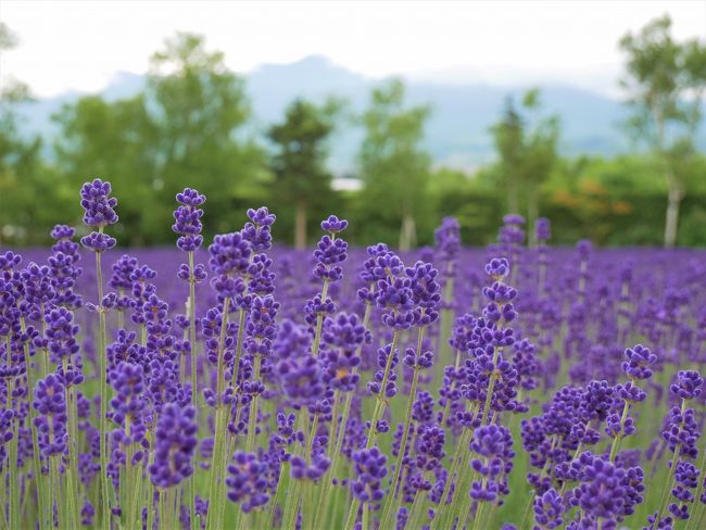 ラベンダーの開花時期に合わせて北海道のガーデン巡りに出かけることにしました。<br />今回は、節約旅行。<br />往復の飛行機はJALの特典航空券。<br />宿泊はペンションやユースホステルを利用しました。