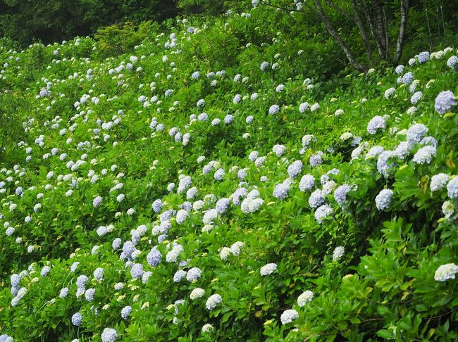 相方は子供の頃館山に行った事があるのですが、二人とも房総半島を旅行した事はありません。そこで初めて行ってみようとなり計画。ただ予備知識があまりないのでガイドブックや観光協会のHPを頼りに行きたい場所をピックアップ。宿は所謂温泉旅館より、魚が旨い民宿の方がいいのではと選んだのは勝浦にある「民宿まぐさ」さん。休みが取れず土日での1泊2日で少々駆け足になりましたが、梅雨の時期でも楽しめる絶景や旨いものを巡る房総半島の旅です。<br /><br />その2。麻綿原高原の紫陽花と大山千枚田編。2日目。民宿まぐささんで朝食後、まず向かったのは麻綿原高原と妙法生寺。一面に咲く紫陽花の大群落は壮観。次は大山千枚田へ。見事な棚田の清らかで美しい景観を堪能。ランチは館山のカジュアルフレンチ。最後は館山で相方の思い出の地を巡りました。