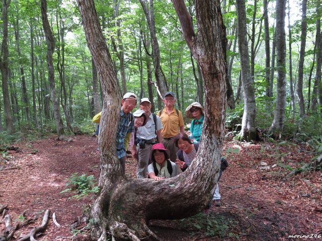 今年も学生時代の仲間と高山植物を楽しむ花旅に出掛けました。<br />15回目となる今回の花旅は、白馬岩岳と栂池自然園です。<br />この花旅は、隊長N君がメンバーの体力に合わせてコース設定をしてくれるお蔭で長い間続いています。<br />今回は、水芭蕉の花が見られるように例年よりも3週間ほど早くしたため、梅雨の真っ最中となり空模様が気になりましたが、奇跡的に雨にも降られず楽しむことができました。<br />都合が合わない人が多く、参加者はいつもより少ない8名(関東5名、名古屋方面3名)でした。<br /><br />旅行記は(1)白馬岩岳、(2)栂池自然園の2冊に分けています。<br /><br />過去の花旅<br />2018年7月22日-23日 駒ヶ根、千畳敷カール<br />2017年7月21日-22日 清里・野辺山<br />2016年7月23日-24日 上田・高峰高原・湯の平湿原<br />2015年7月25日-26日 松本・美ヶ原高原<br />2014年7月26日-27日 乗鞍(op上高地)<br />2013年7月20日-21日 志賀高原<br />2012年7月21日-22日 入笠山、霧ヶ峰八島湿原<br />2011年7月23日-24日 栂池自然園、白馬五竜高原植物園<br />2010年7月24日-25日 志賀高原<br />2009年7月25日-26日 立山<br />(これ以前の4回は不参加でした。)<br /><br /><br /><br /><br /><br /><br />