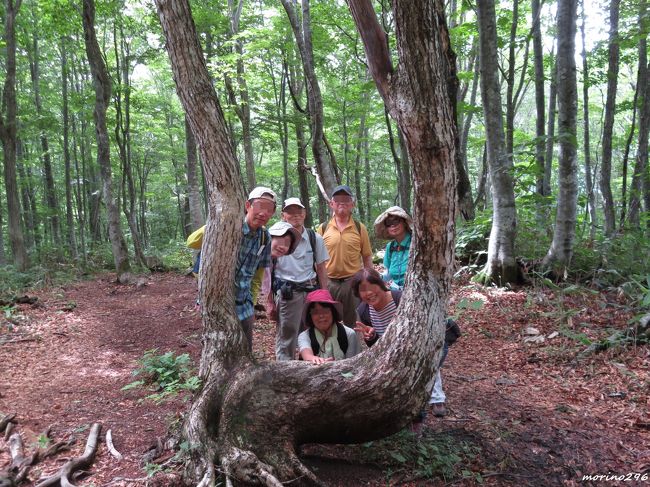 2019夏の花旅（１）白馬岩岳　ねずこの森自然探勝路