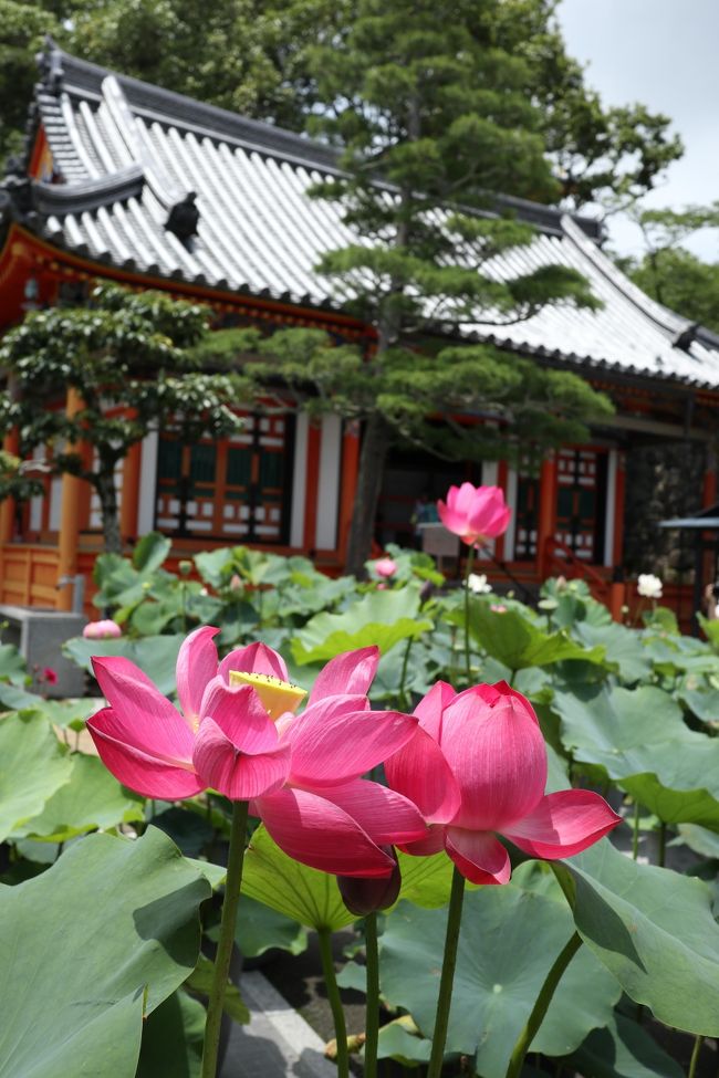 今年はかなり遅く梅雨に入ったと思ったら、雨や曇りの日ばかり。。。<br /><br />何となくだる~い気分で過ごしていたのですが、7月12日の今日は晴れ間も見える唯一のお天気のよう★,゚.:。+゚<br /><br />父の病院の付き添いを終えるとすぐに、電車で中山観音駅に移動しました。<br /><br />何故なら以前から見たいと思っていた蓮の花が、見頃のようなのです。<br /><br />でも、蓮の花は太陽が高く昇ると閉じてしまうのだとか。。。<br /><br />お昼前の時間でも咲いているのかとドキドキしながら移動したのですが、ちゃんと咲いて待ってくれていました(^^)♪<br /><br />買ったばかりのカメラの、試し撮りも兼ねています。<br /><br />綺麗に撮れたら良いのですが・・・。